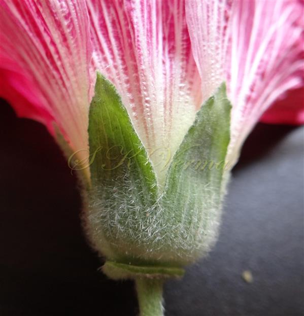  Calyx
